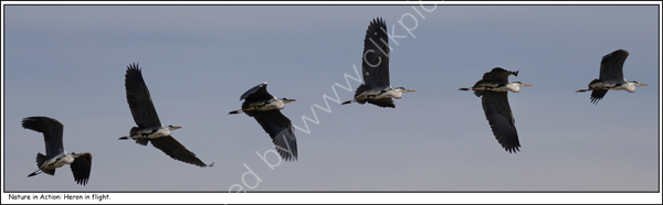 Nature in Action: Heron in flight